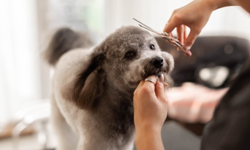 Local Pet Shops Cover Image